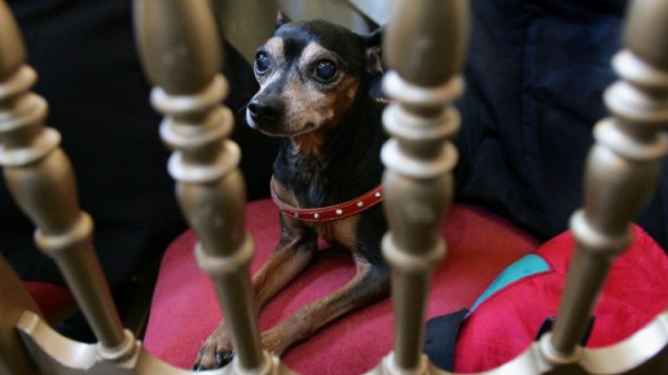 Полицията разследва смъртта на... пинчер