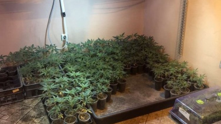 Разбиха наркооранжерия във Варна