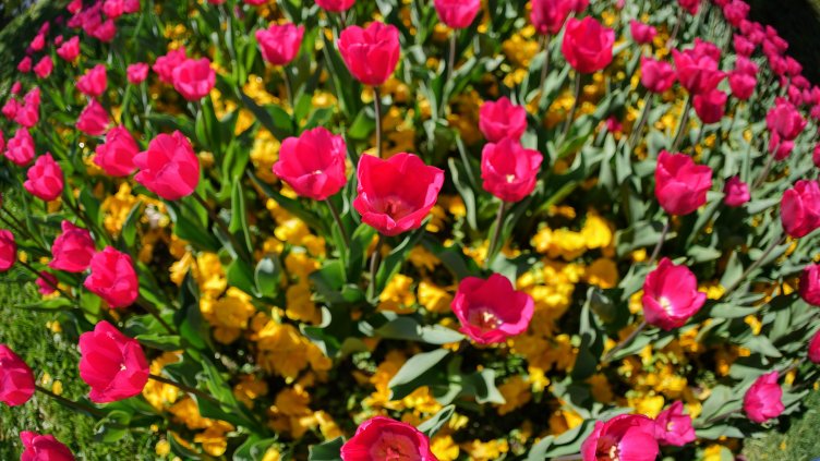 Времето: Слънце до обяд, после на места дъждове с гръмотевици