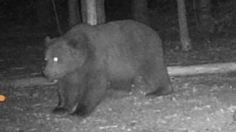 5 000 подкрепиха петиция да не се отстрелва мечката, която нападна жена