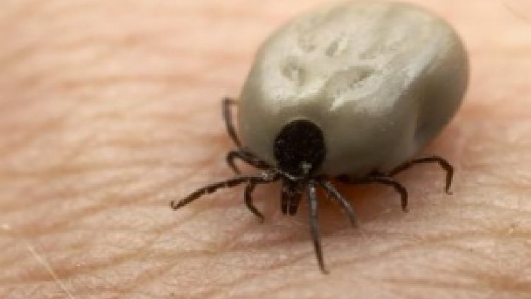 Регистрираха първите 2 случая на марсилска треска