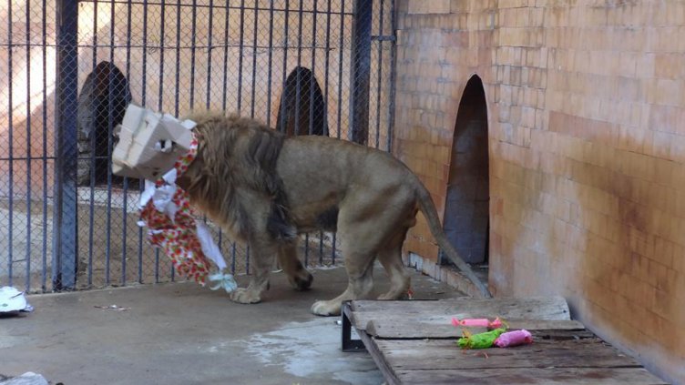 Лъвчето Малкият принц отпразнува 3-ти рожден ден