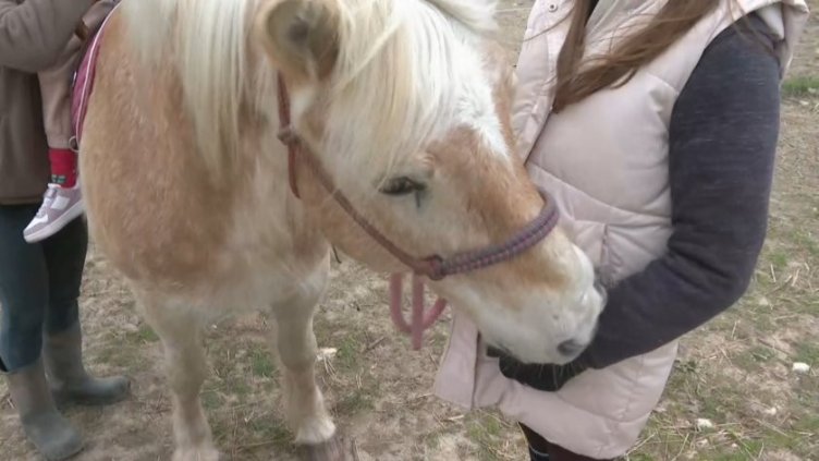 Базата във варненското село спешно търси нов дом за своите три кончета