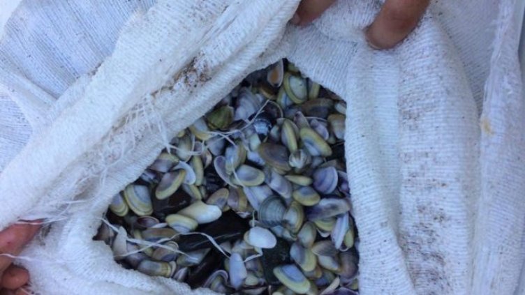 Спипаха над 140 кг бели миди при проверка на автомобил в Добричко