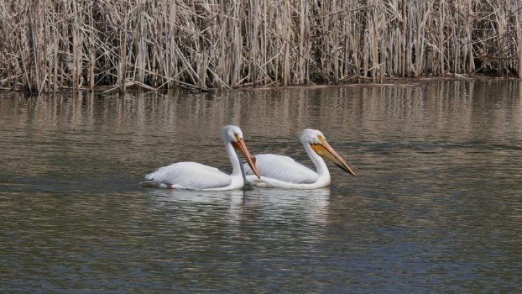 Хищник, необичаен за нашите ширини, заплашва пеликаните в "Сребърна"