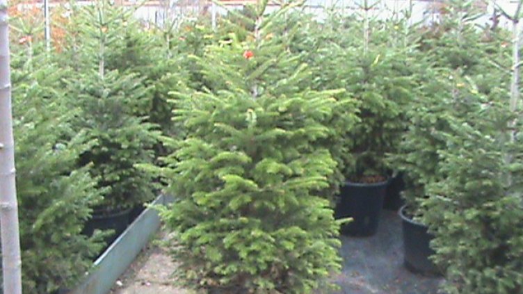 Днес стартира кампанията "Купи живо дърво помогни на болно дете"