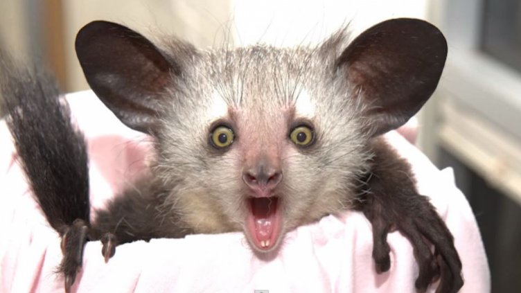 Необикновените животни, застрашени от изчезване