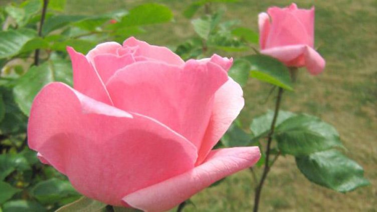 Хиляди рози бяха засадени в дворовете на детските градини и кметствата в Смолян