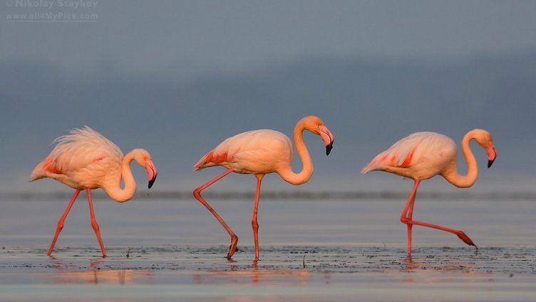Розово фламинго в Родопите! Птиците са рекорден брой