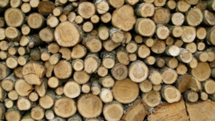 Горските задържаха автомобил и 1,9 куб. м незаконна дървесина