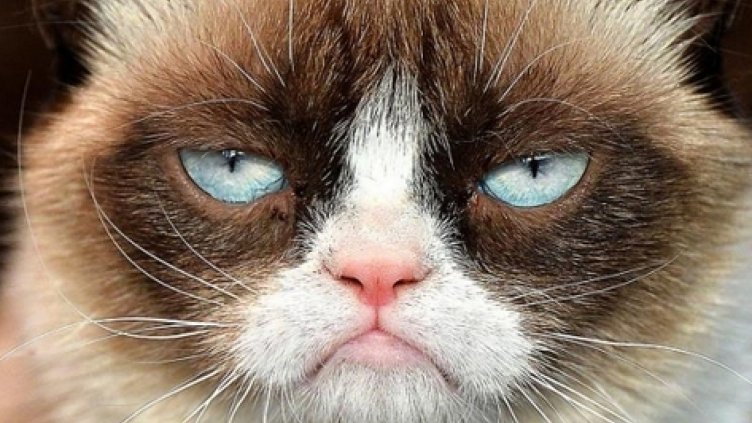 Сърдитата котка спечели дело за 710 хил. долара