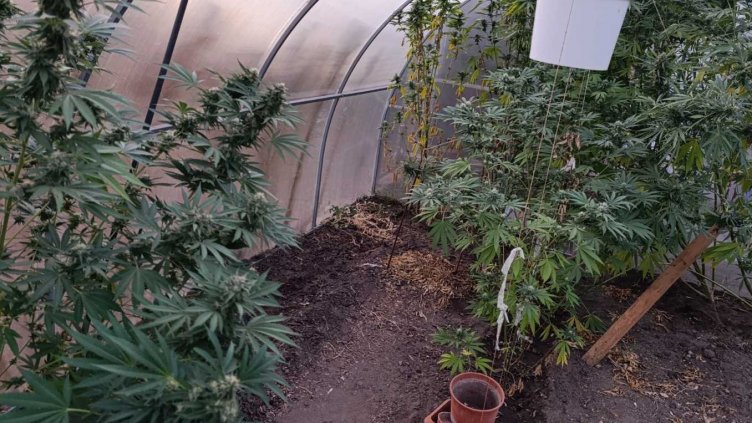 Троен удар на варненската полиция срещу наркопрестъпността