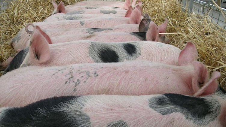 Катастрофа край Шумен осигури още няколко часа живот на 150 прасета