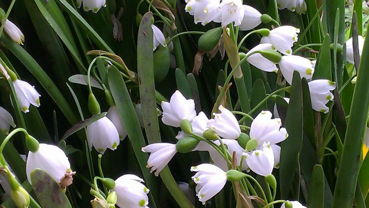 МОСВ разреши събирането на максимум 5000 кг блатно кокиче