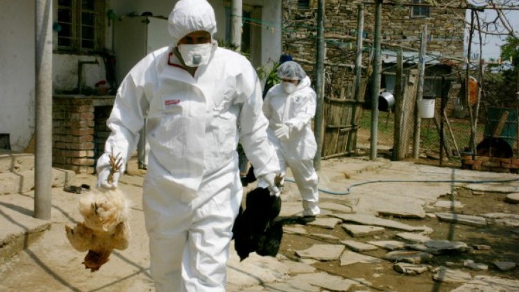 Откриха псевдочума по птиците в село Ненково  