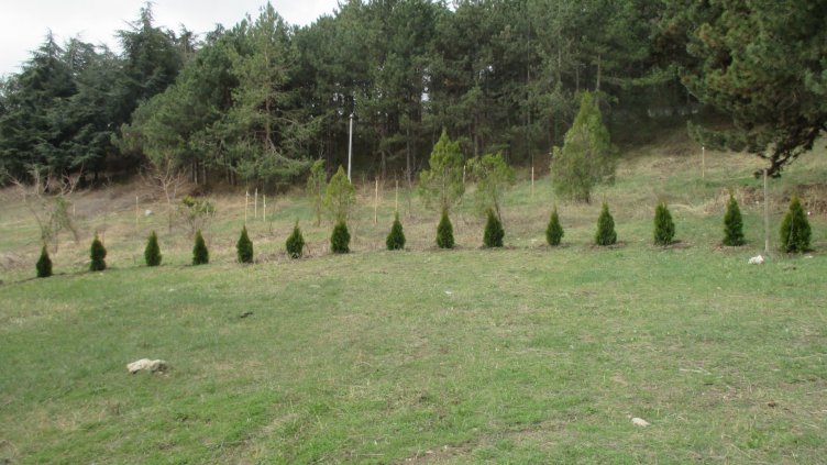 Започна пролетното засаждане на дървета и храсти и в Район „Приморски“(СНИМКИ)