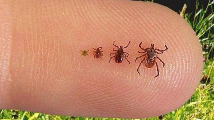 Извадиха 10 кърлежа от дете, разхождало се в парк в София