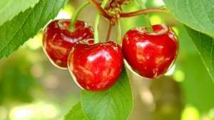 Очакват се големи загуби по реколтата от череши