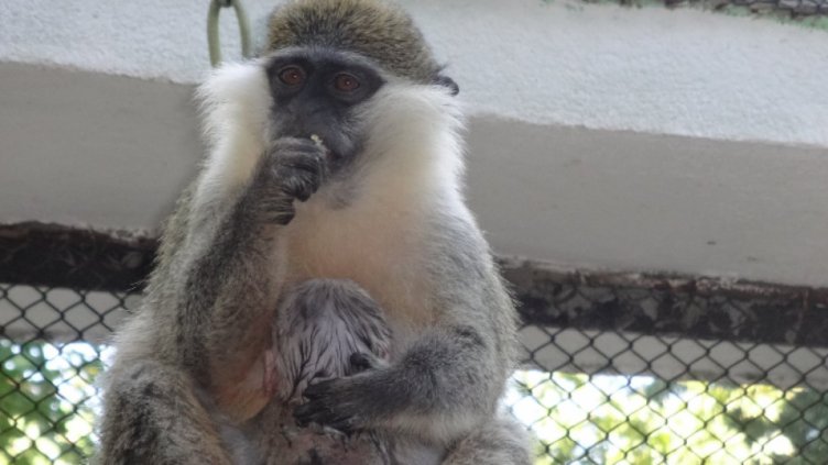 Снимка: Фейсбук; Зоопарк Варна