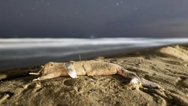 Труп на делфин изплава на плажа в Шкорпиловци