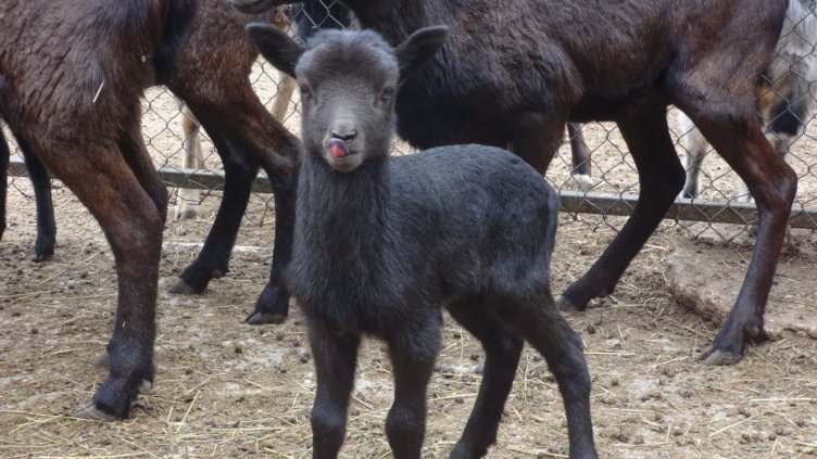 С нови бебета Варненският зоопарк изпраща зимата