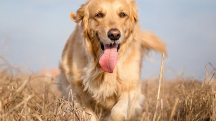 И това го има: Куче отне микрофона на журналистка