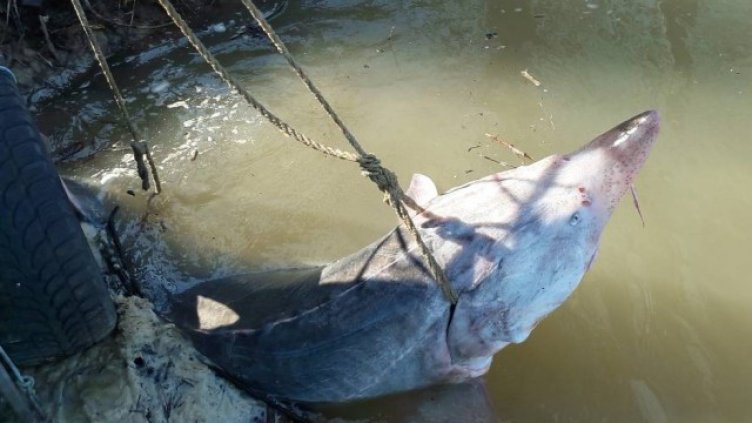 ИАРА спаси 200-килограмова моруна от бракониери