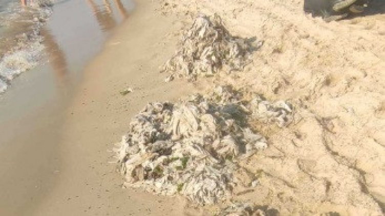 Концесионер събра тонове мокри кърпички, изхвърлени от морето на плаж във Варна