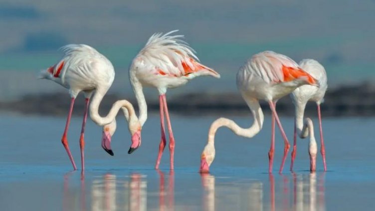 Снимка: Драгомир Георгиев