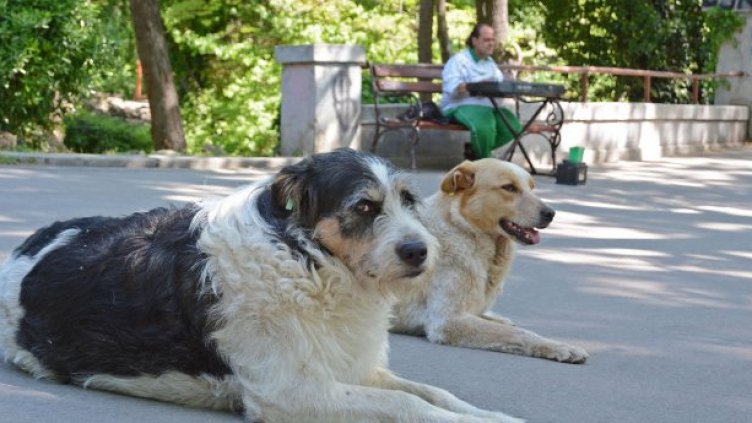 Около 1/3 от бездомните кучета във Варна са кастрирани