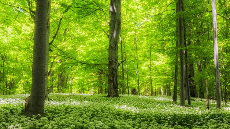 Еколози поискаха ограничения върху добива на дървесина във вековни гори