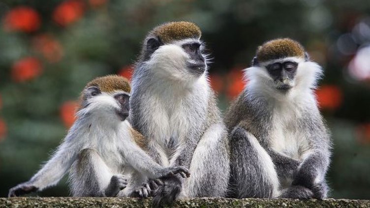 Зоопаркът търси осиновители на бебетата