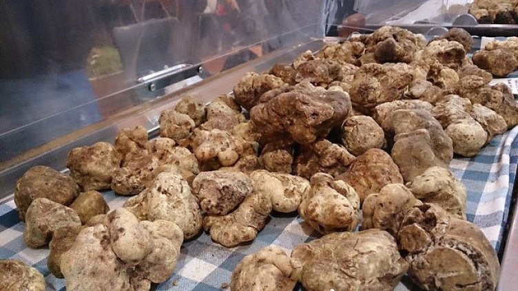 Българи търсят бели трюфели