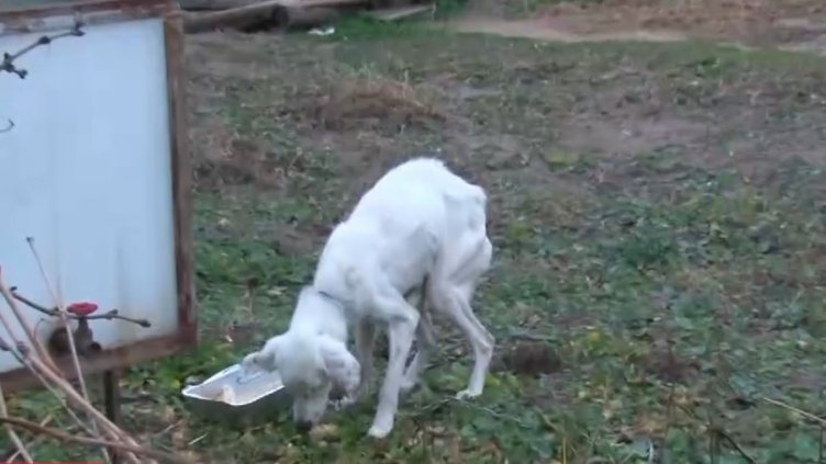 Откриха кучето за изчезналия Ники