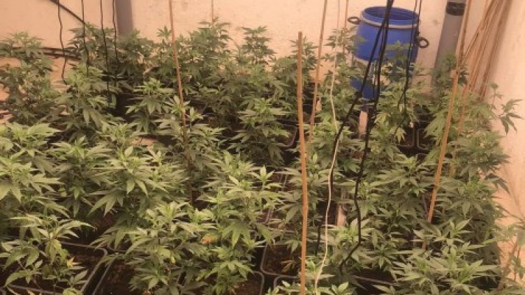 Съдят двама варненци, спипани с 8 кила марихуана 