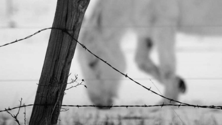 Делото за бедстващите коне в Осогово отново не тръгна