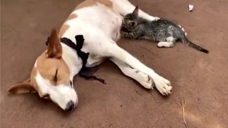 Сензация! Хит в мрежата! Видео новината на деня: Кучка накърми гладно котенце!