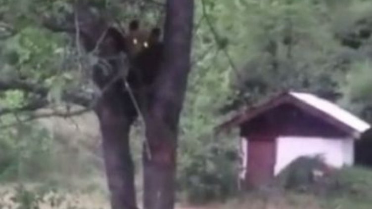 Мечка с малките си плаши родопско село