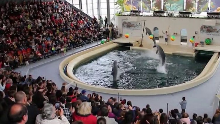 Делфинариумът с изненада за децата през пролетната ваканция