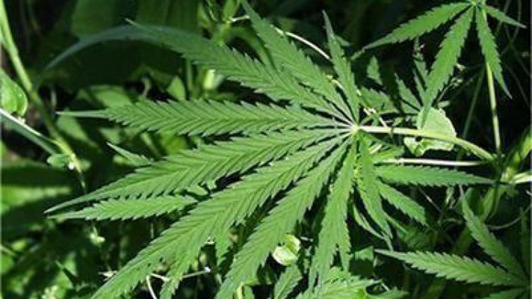 Македонски полицаи пушели марихуана, уволниха ги