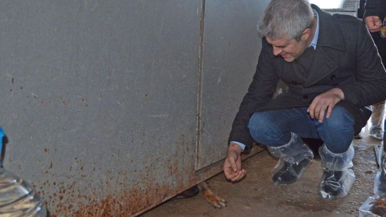 5 000 бездомни песа скитат във Варненско