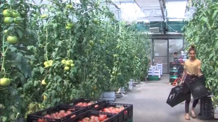 Оранжерии на ръба! Салата зимата може и да няма, бизнесът иска помощ