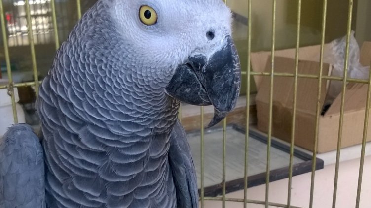 Задържаха пътник с 10 папагала жако на Капитан Андреево