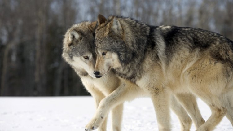След Свети Мина започват Вълчи празници (Мратинци)