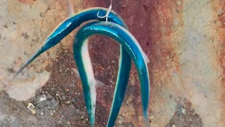 Наслука: 2025 г. започна със "сеч" на зарган във Варна (СНИМКИ)