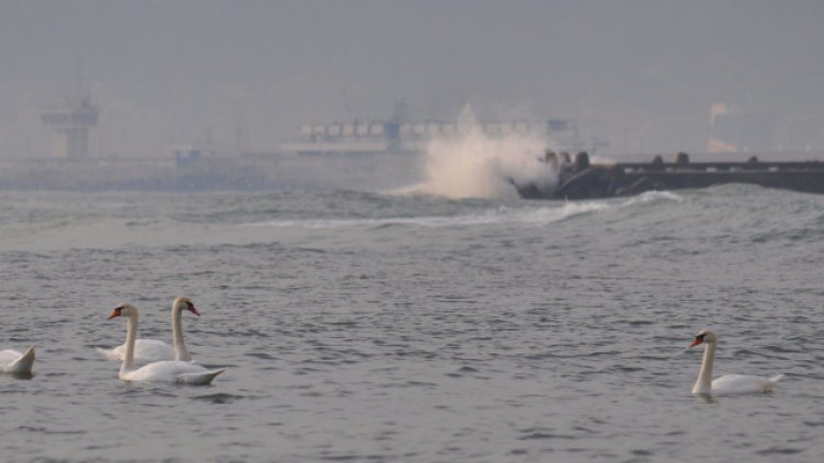 Снимка: Пламен Гутинов, архив