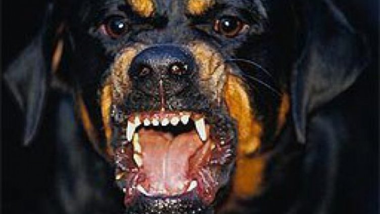 Ротвайлери разкъсаха малко кученце в центъра на София