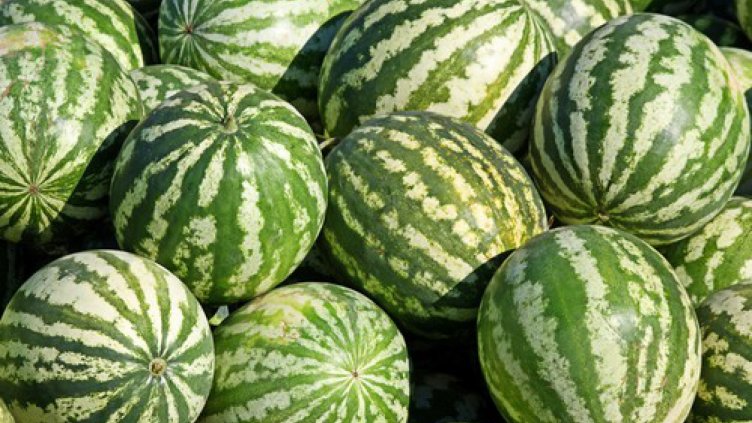 Турци опитаха да внесат 5 тона контрабандни дини у нас