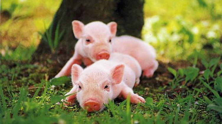 България и Румъния искат увеличение на бюджета на ЕС с 40 млн. евро