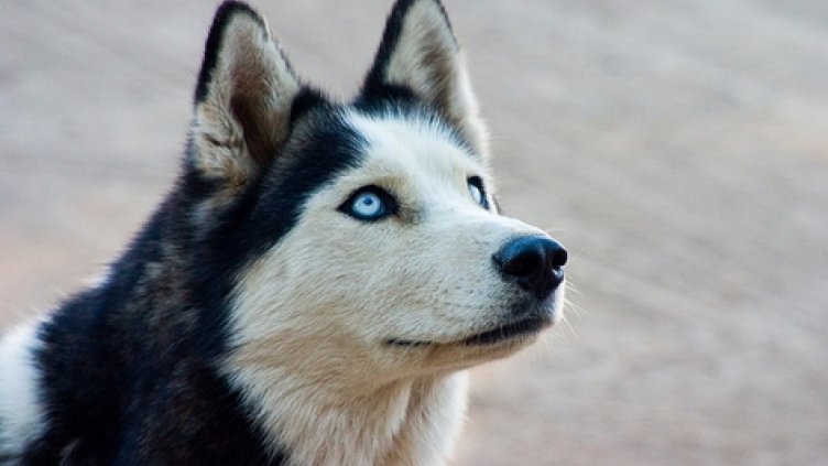 Кметски съпруг простреля домашно куче от трактора си